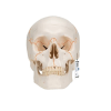 Human Classic Skull Model