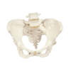 Human Female Pelvic Skeleton Model
