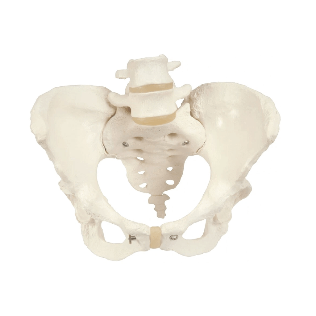Human Female Pelvic Skeleton Model