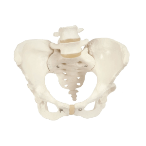 Human Female Pelvic Skeleton Model