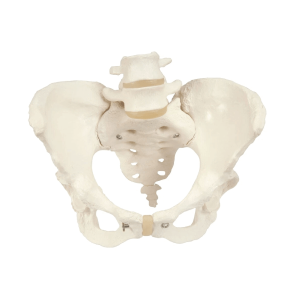 Human Female Pelvic Skeleton Model