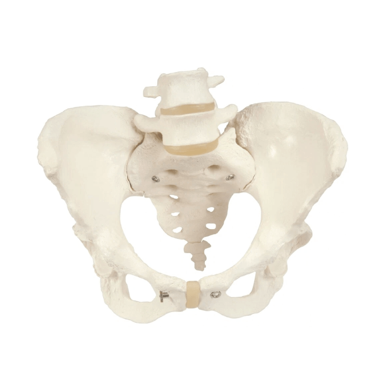 Human Female Pelvic Skeleton Model