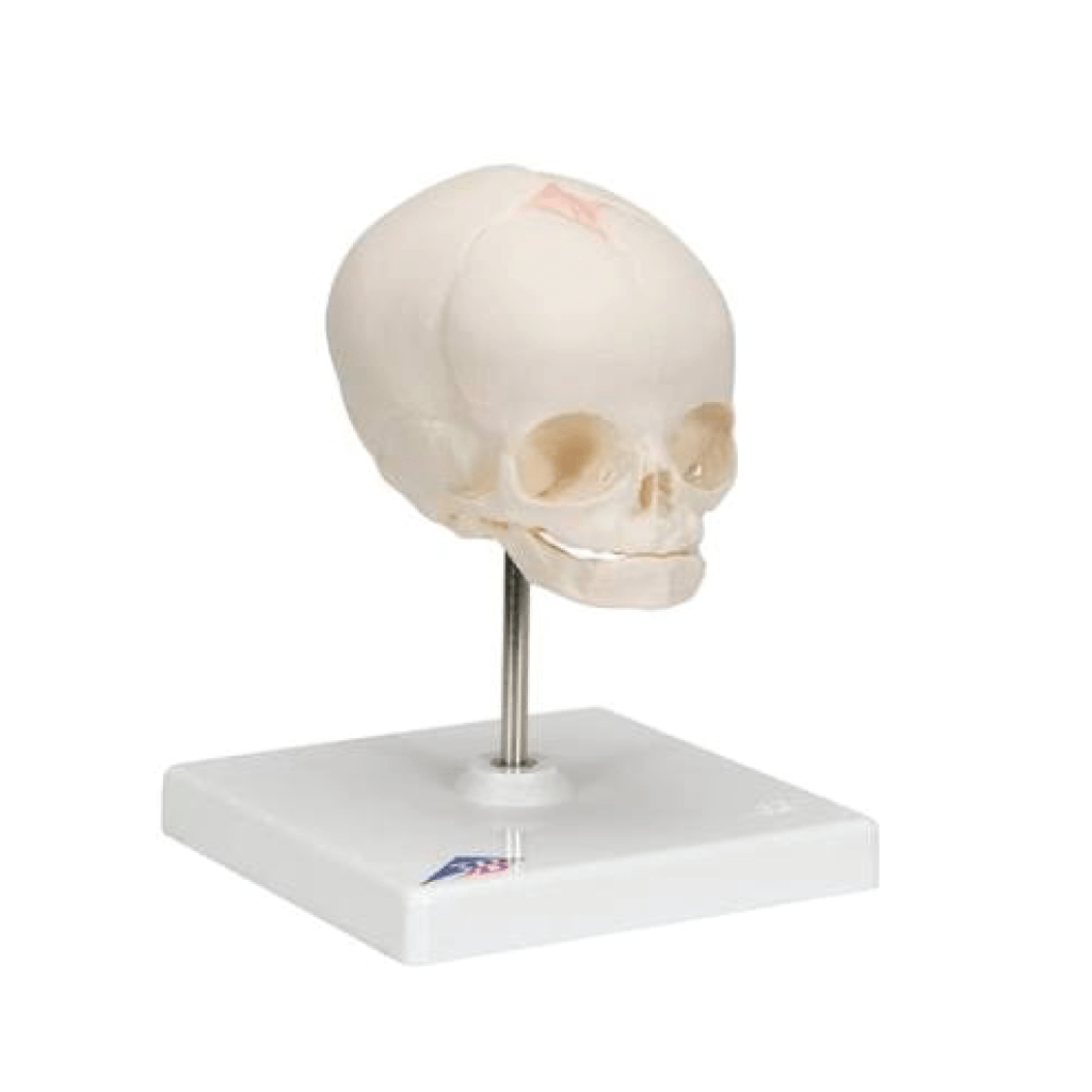 Fetal Skull Model, Natural Cast, 30th week of Pregnancy, on Stand