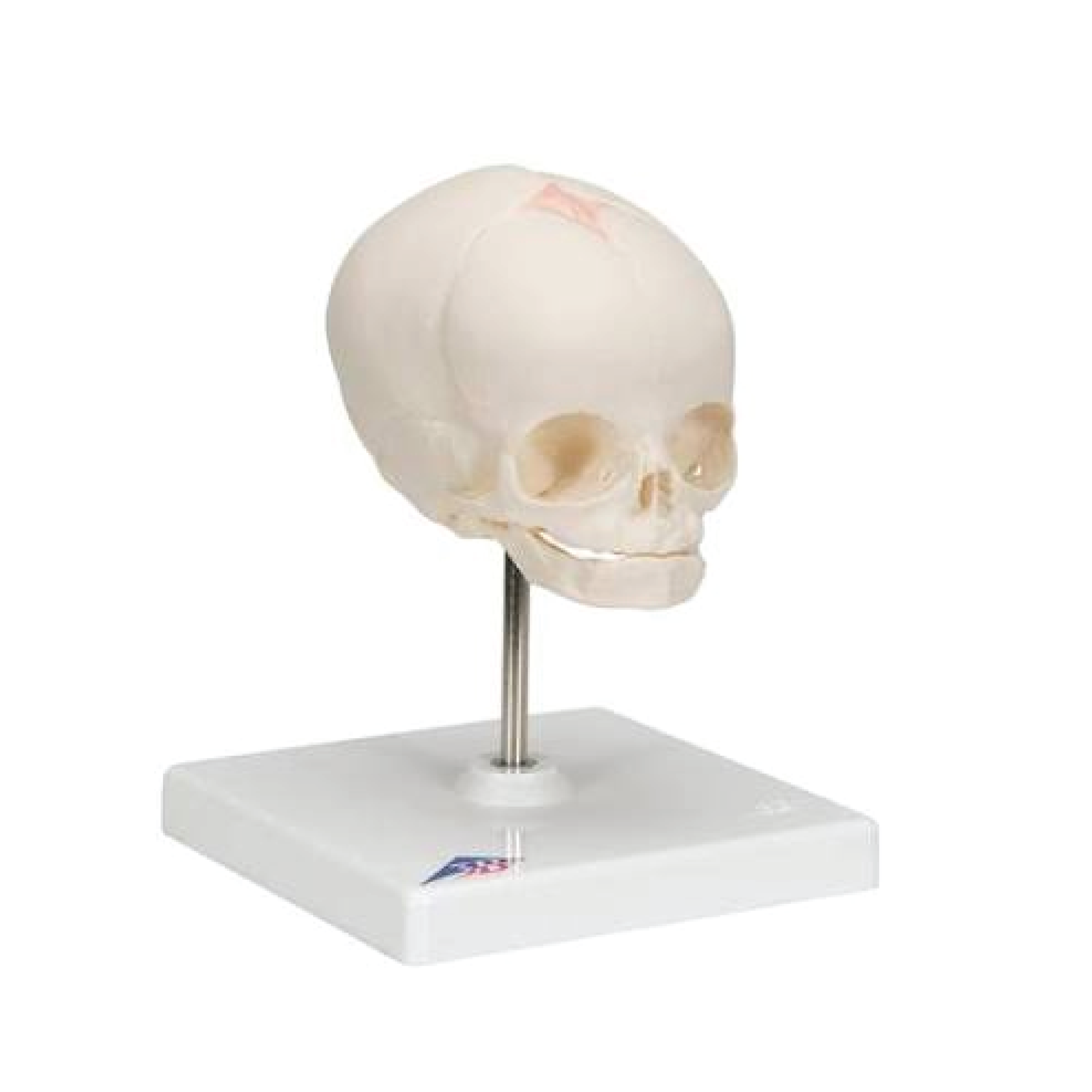 Fetal Skull Model, Natural Cast, 30th week of Pregnancy, on Stand - Image 1
